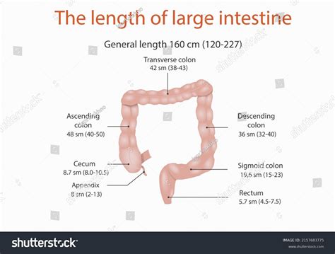 Length Of Large Intestine