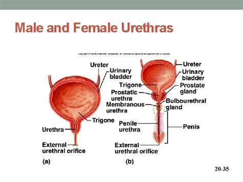 Length Of Ureter In Male And Female
