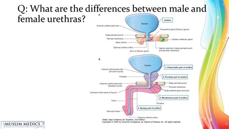 Length Of Urethra In Male And Female
