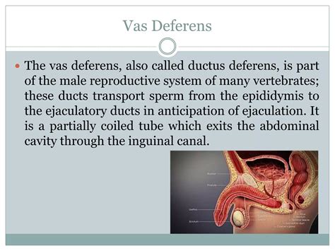 Length Of Vas Deferens