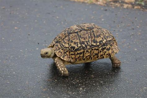Leopard Tortoise Do They Hibernate