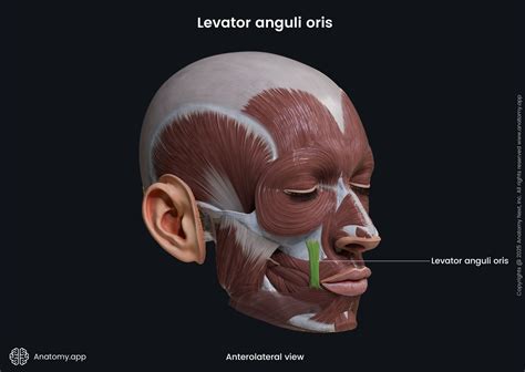 Levator Anguli Oris Muscle