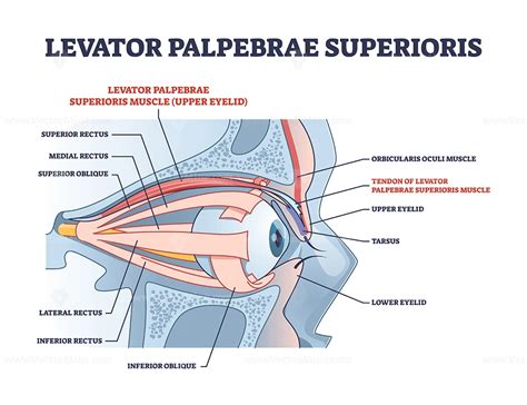 Levator Palpebrae Muscles