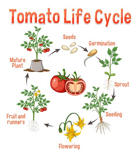 Life Cycle Of A Tomato Plant