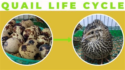 Life Cycle Of Quail