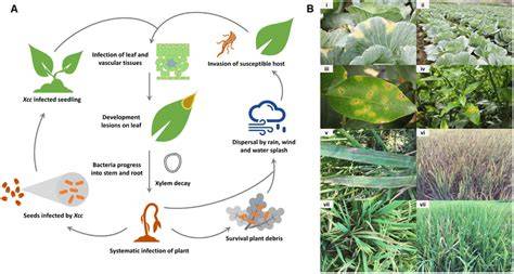 Life Cycle Of Xanthomonas Campestris