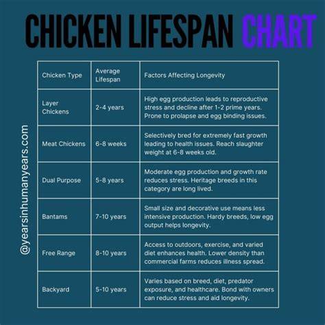 Lifespan Of A Chicken