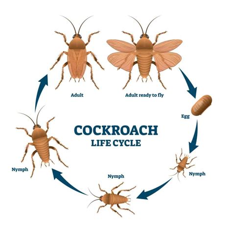 Lifespan Of A Cockroach