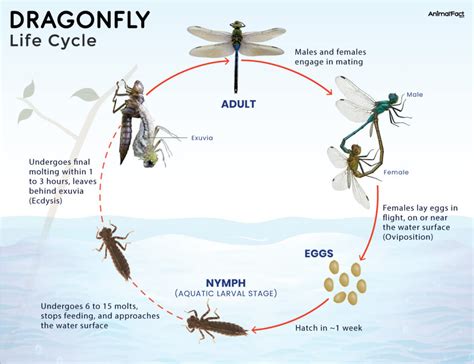 Lifespan Of A Dragonfly