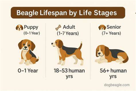 Lifespan Of Beagles