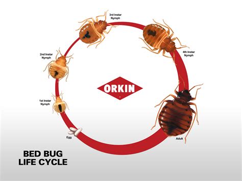 Lifespan Of Bed Bugs