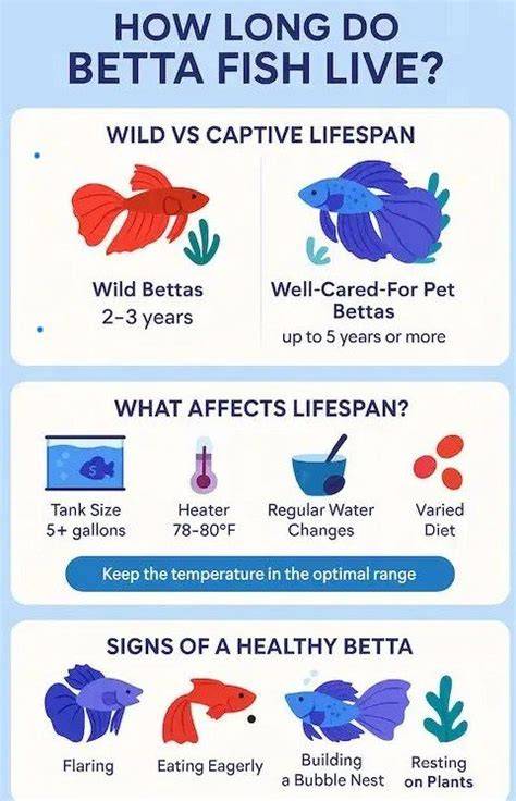 Lifespan Of Betta Fish