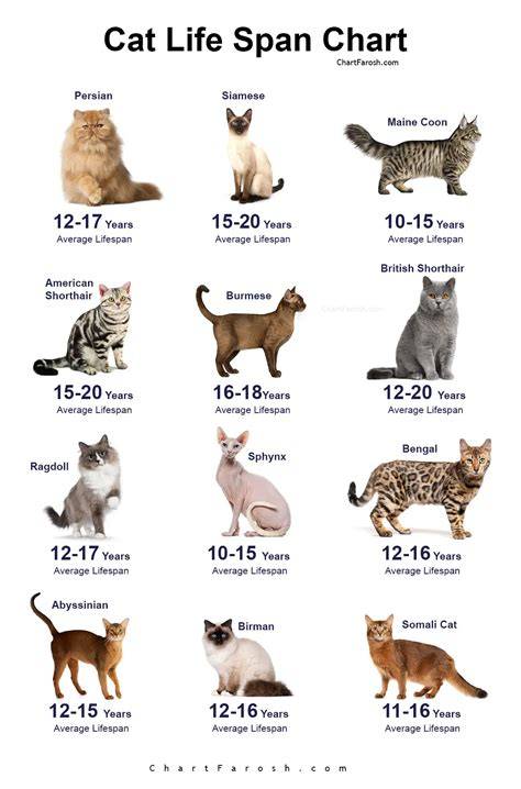 Lifespan Of Cat