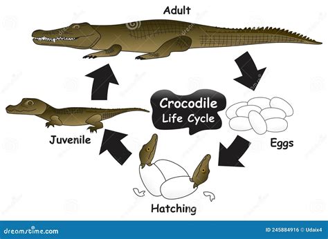 Lifespan Of Crocodile