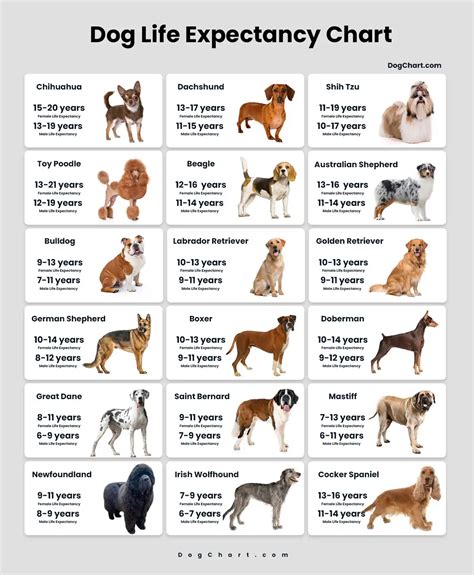 Lifespan Of Dog