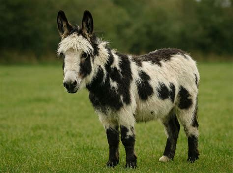 Lifespan Of Donkeys