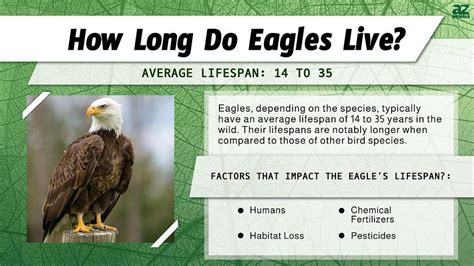 Lifespan Of Eagle