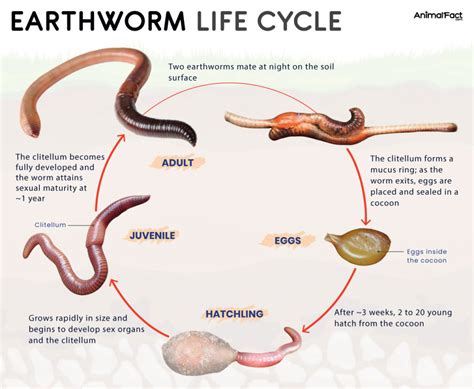 Lifespan Of Earthworm