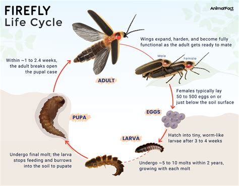 Lifespan Of Fireflies