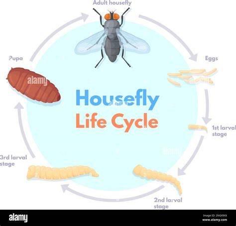 Lifespan Of Flies