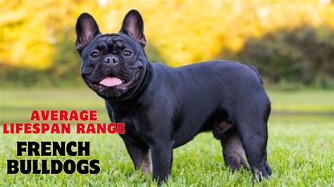 Lifespan Of French Bulldog
