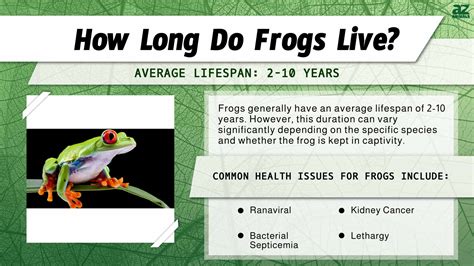 Lifespan Of Frog