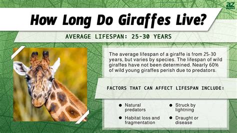 Lifespan Of Giraffe