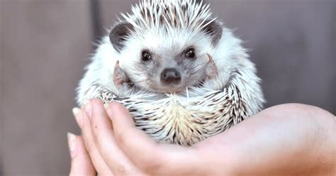 Lifespan Of Hedgehog