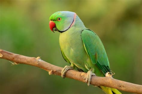 Lifespan Of Indian Parrot