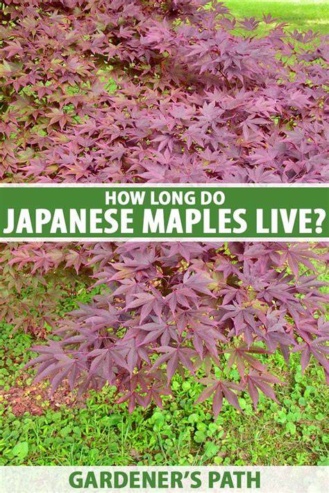 Lifespan Of Japanese Maple