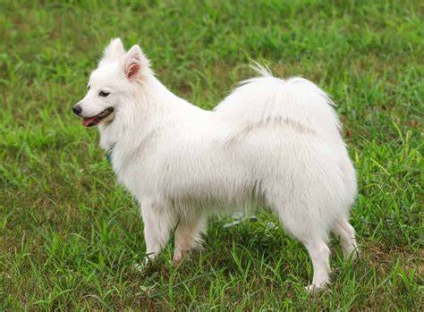 Lifespan Of Japanese Spitz