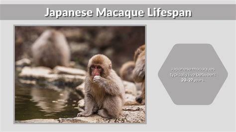 Lifespan Of Japanese