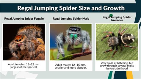 Lifespan Of Jumping Spider