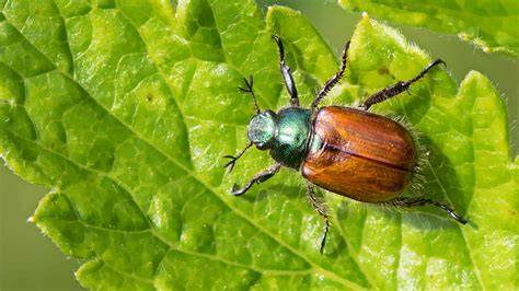 Lifespan Of June Bug