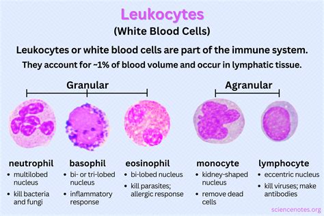 Lifespan Of Leukocytes