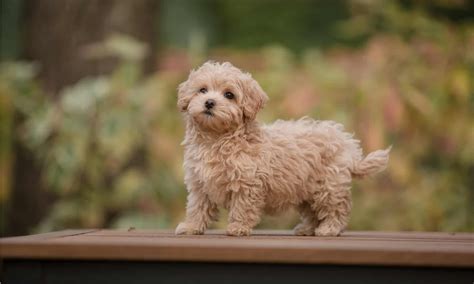 Lifespan Of Maltipoo