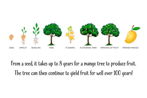 Lifespan Of Mango Tree