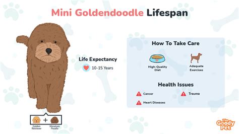 Lifespan Of Mini Goldendoodle