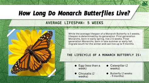 Lifespan Of Monarch Butterfly