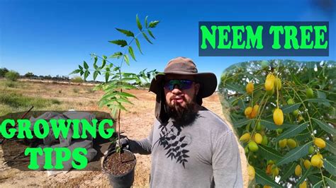 Lifespan Of Neem Tree