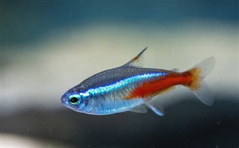 Lifespan Of Neon Tetra