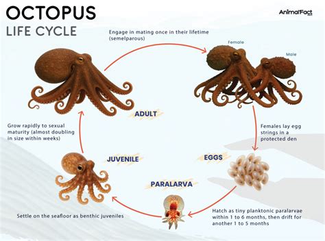 Lifespan Of Octopus