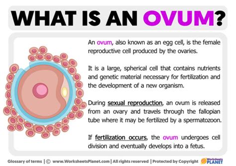 Lifespan Of Ovum