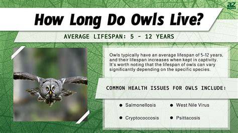 Lifespan Of Owl