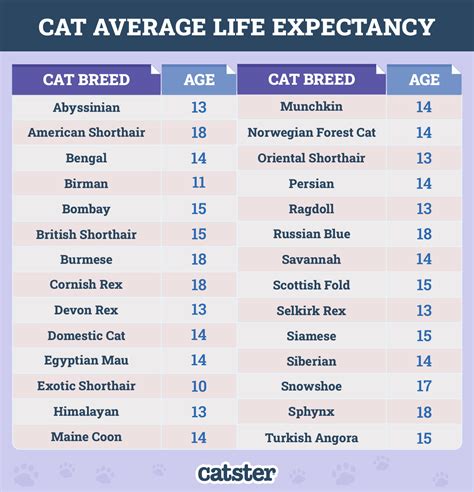 Lifespan Of Persian Cat
