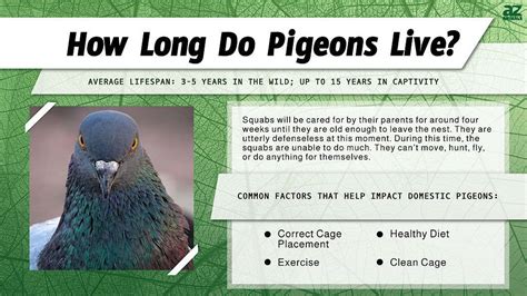 Lifespan Of Pigeon