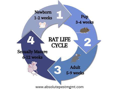 Lifespan Of Rats
