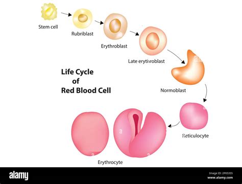 Lifespan Of Rbc