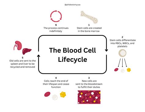 Lifespan Of Red Blood Cells