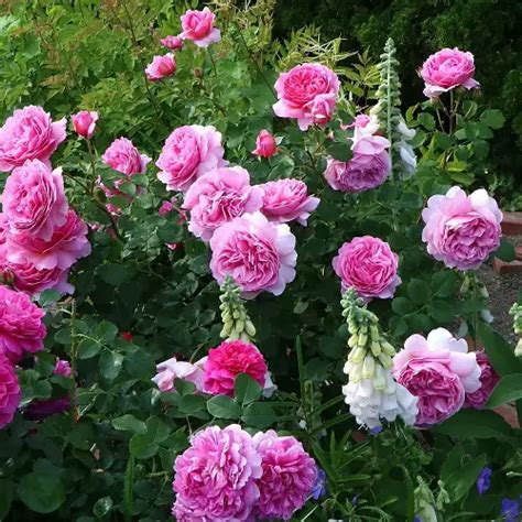 Lifespan Of Rose